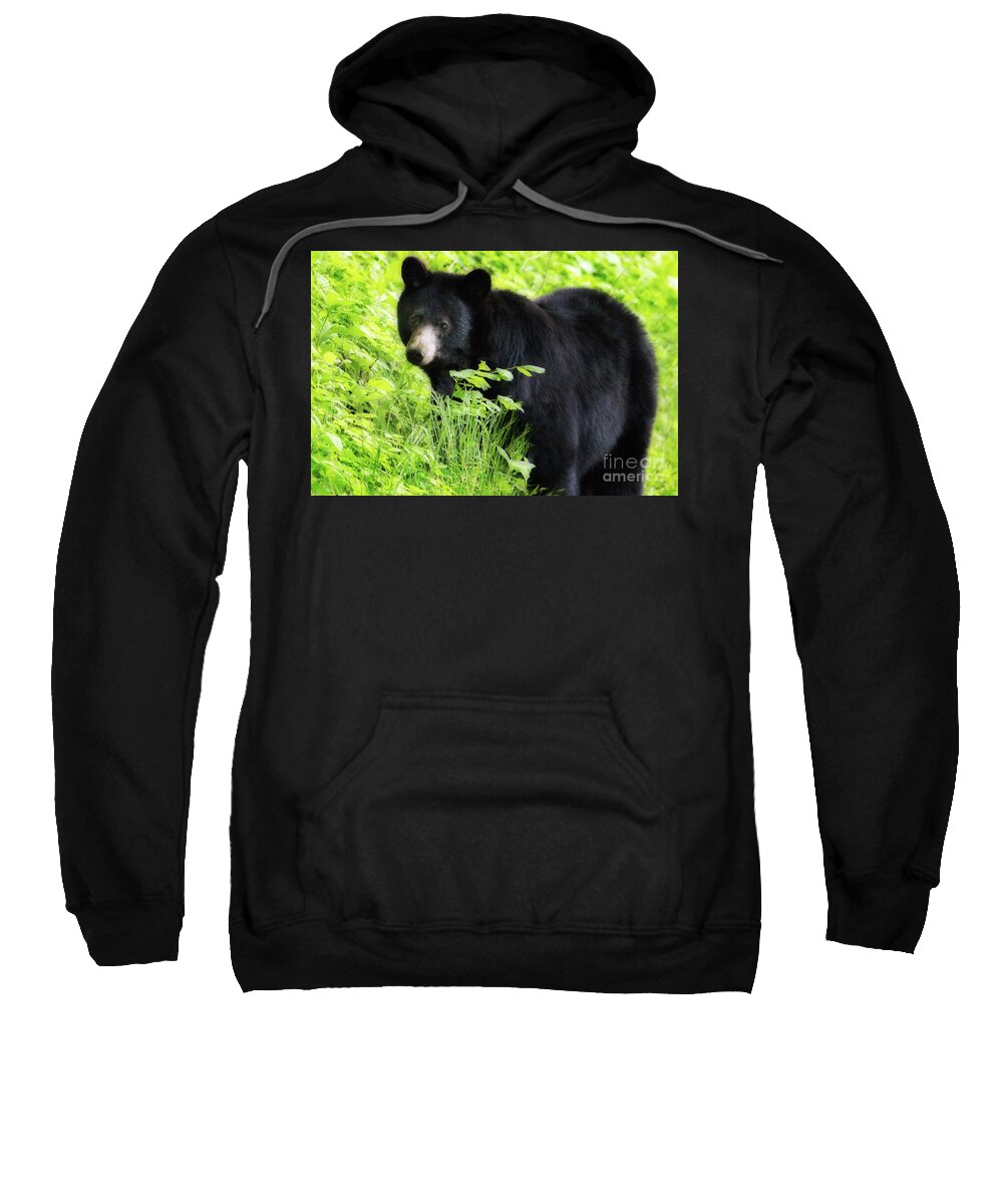 Landscape Sweatshirt featuring the photograph Black Bear, Smoky Mountains by Theresa D Williams