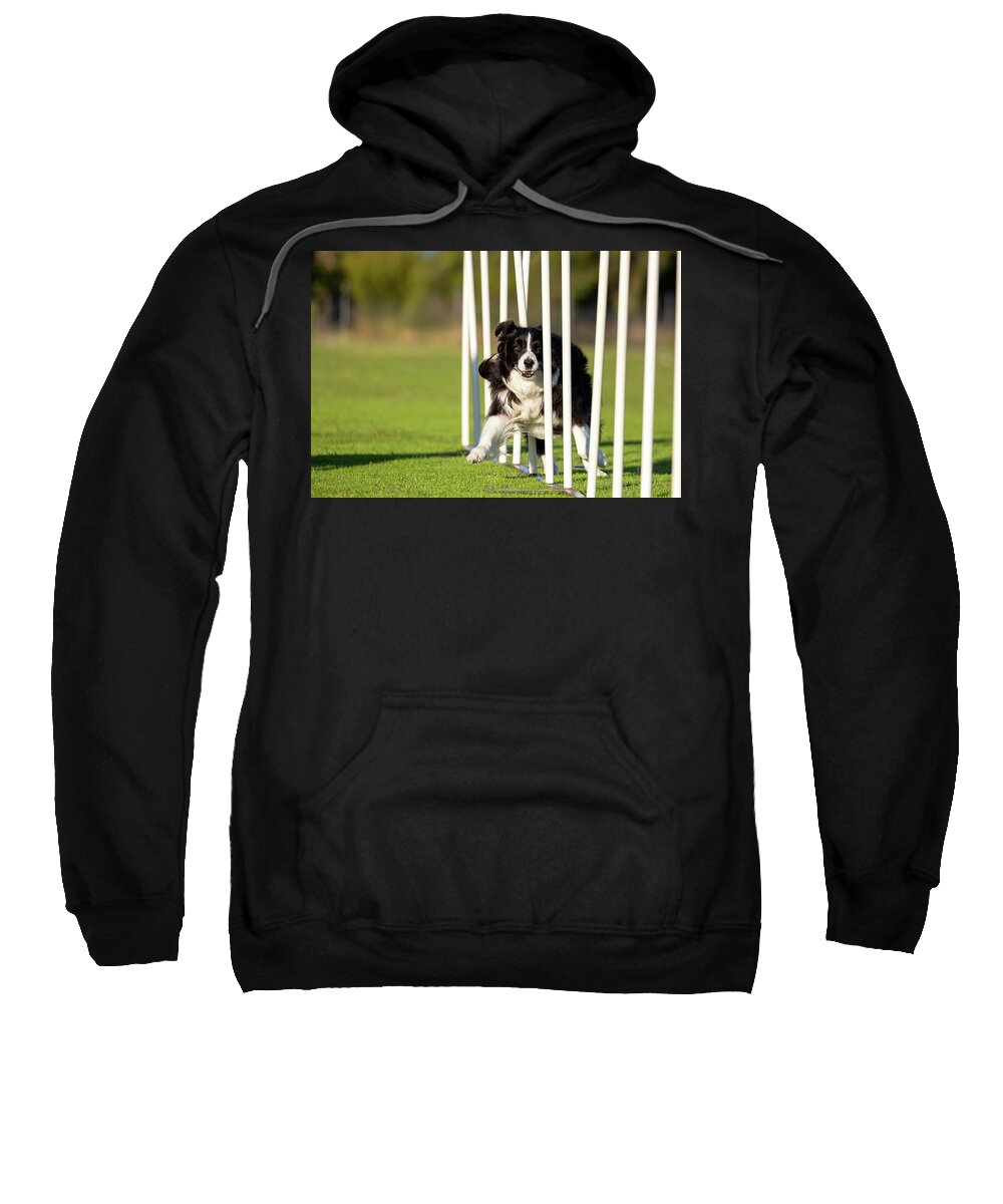 Border Collie Sweatshirt featuring the photograph Border Collie Weaving by Diana Andersen