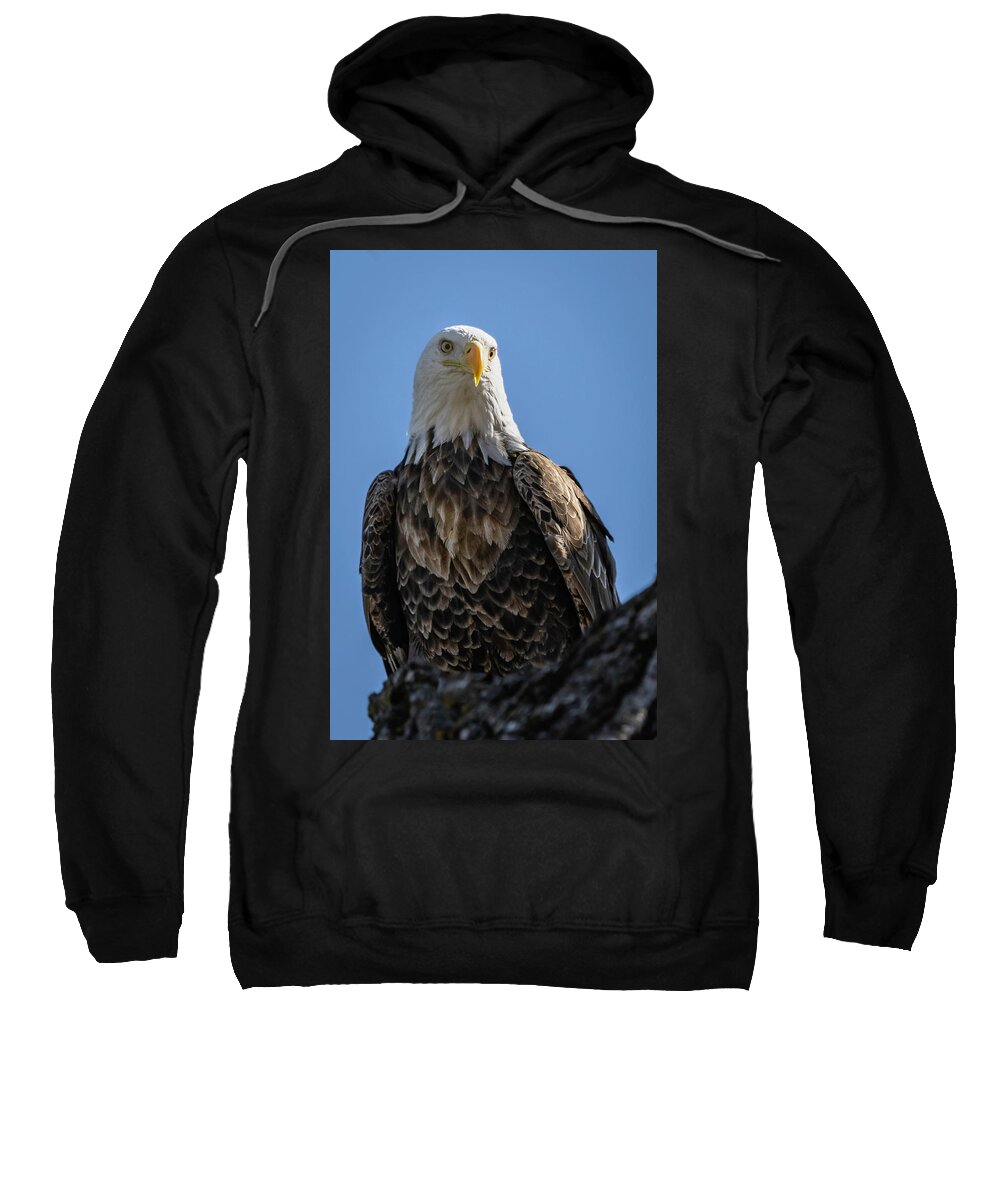 Eagle Sweatshirt featuring the photograph Well Hello #3 by Laura Hedien