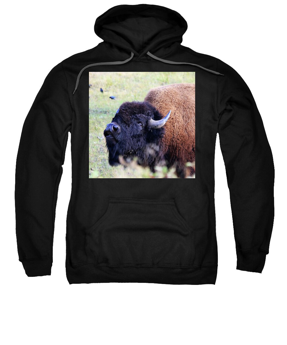 American Bison Sweatshirt featuring the photograph American Bison by Shixing Wen