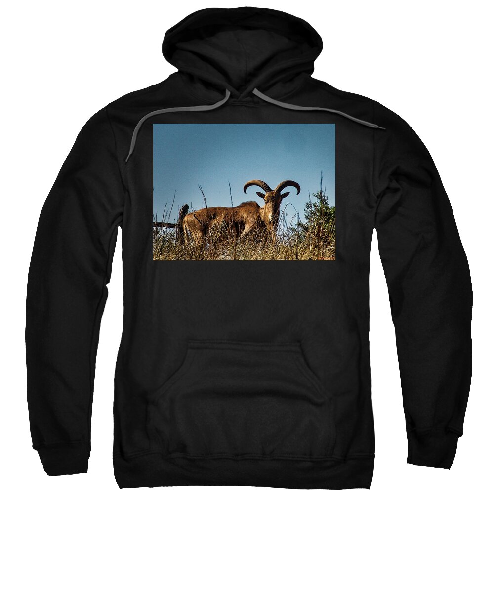 Aoudad Sweatshirt featuring the photograph Aoudad Sheep by Rene Vasquez