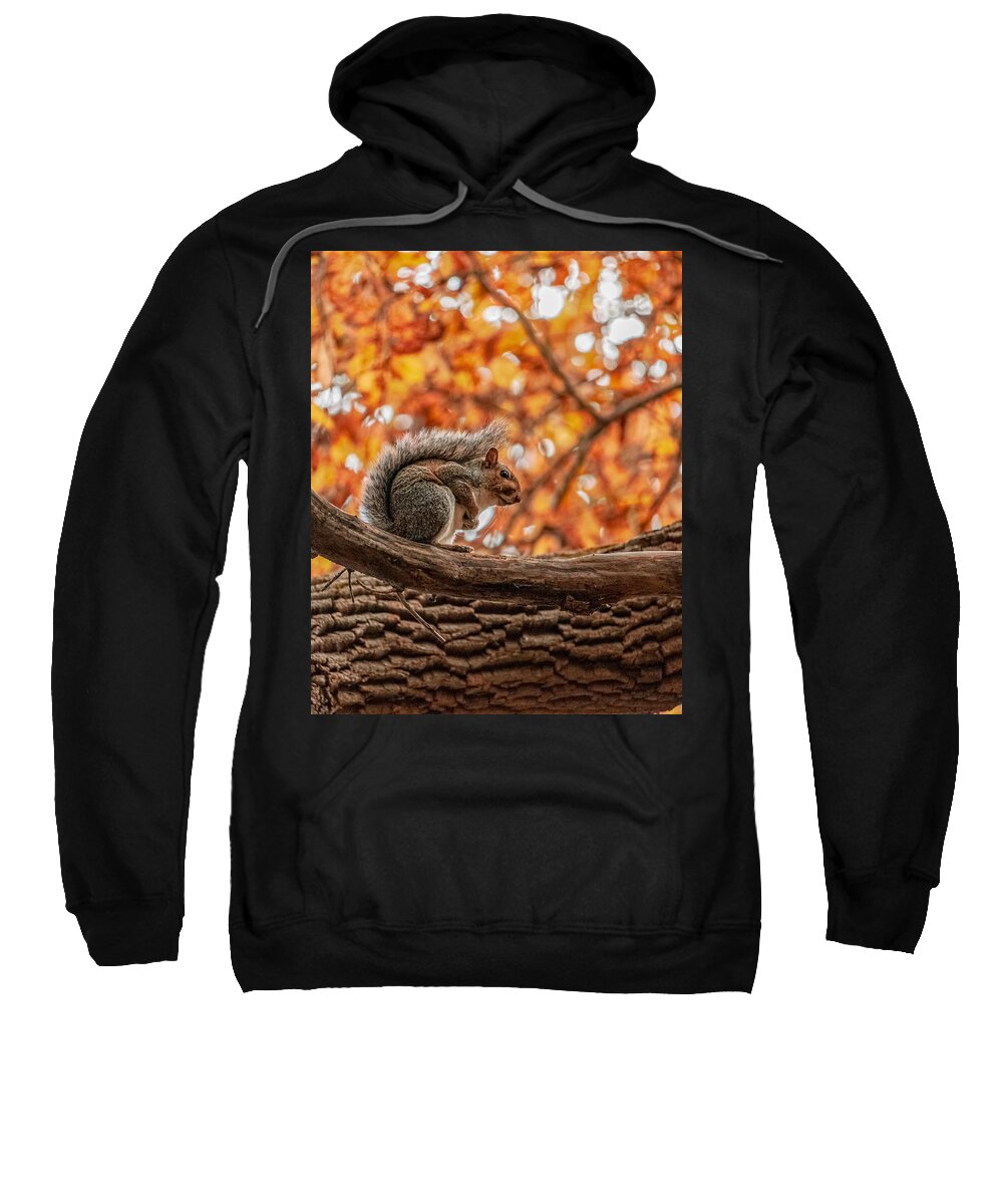 Squirrel Sweatshirt featuring the photograph Awaiting winter by Rick Nelson