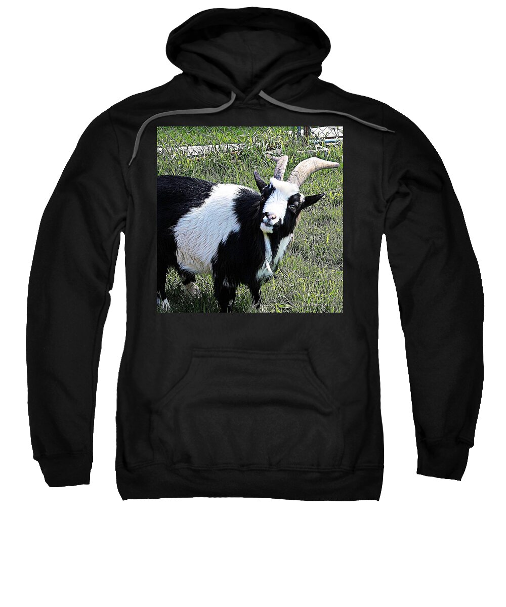 Pet Goat Sweatshirt featuring the photograph Bob, The Sassy Goat by Martha Sherman