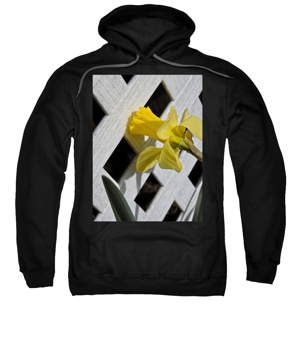 Daffodil Sweatshirt featuring the photograph Daffodil by Kathy Chism