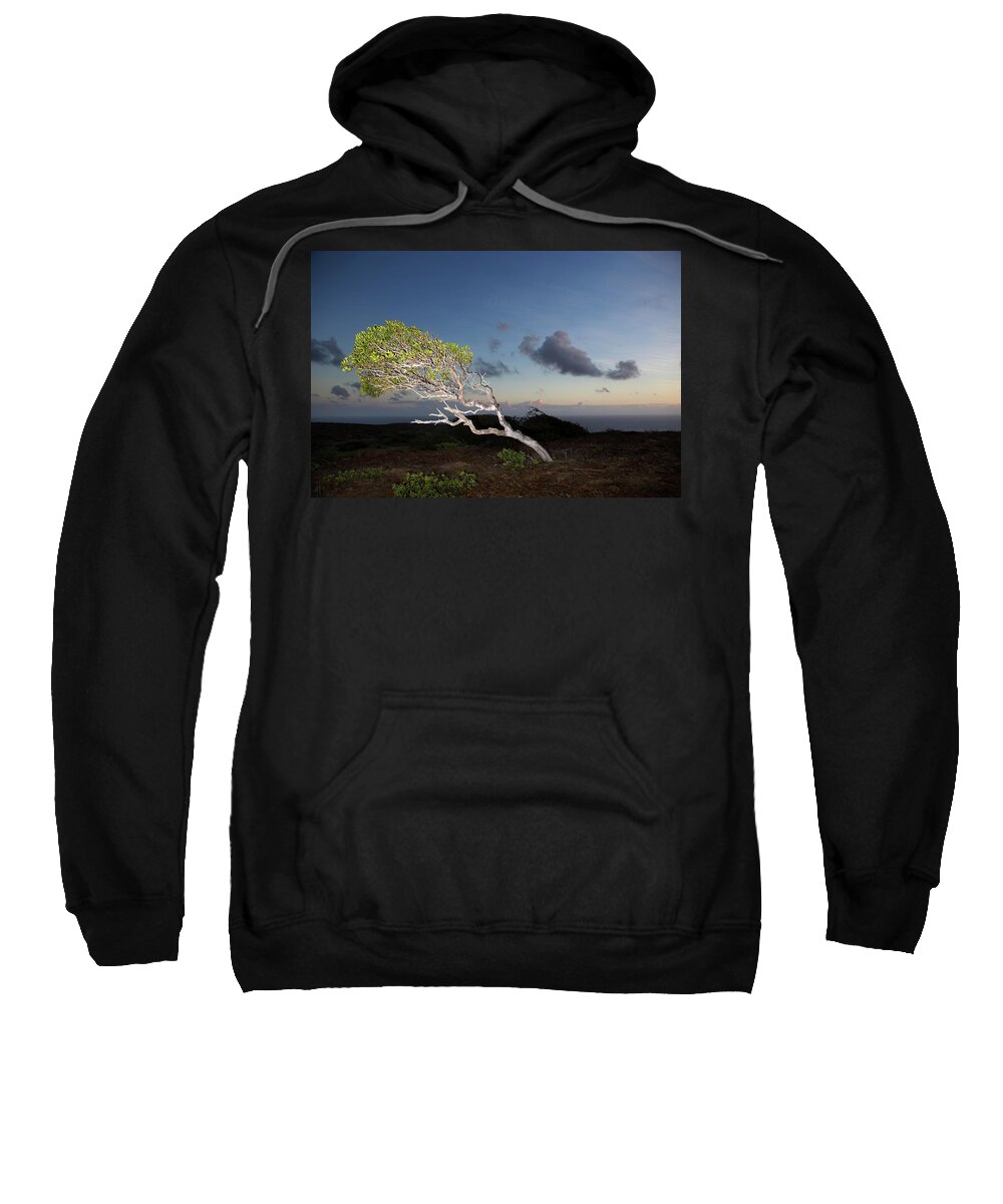 Aruba Sweatshirt featuring the photograph Divi Tree Points the Way Home by Joseph Philipson
