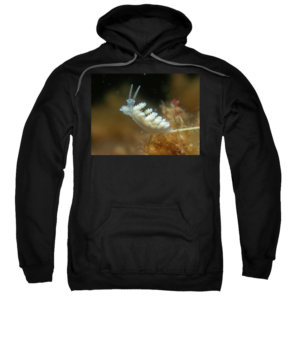 Nudibranch Sweatshirt featuring the photograph Doto nudibranch by Brian Weber