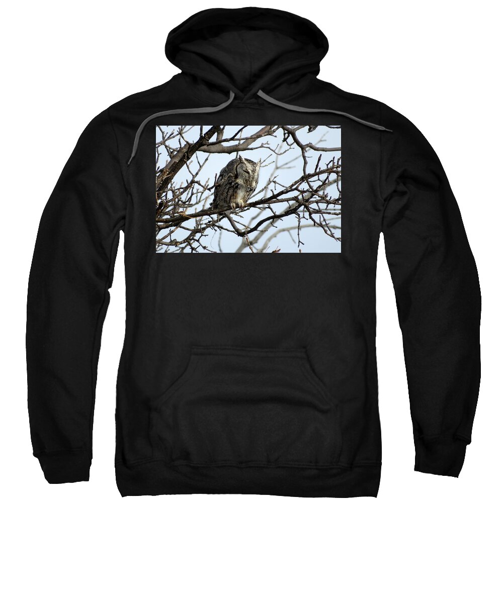 Owl Sweatshirt featuring the photograph Eastern Screech Owl by Katie Keenan
