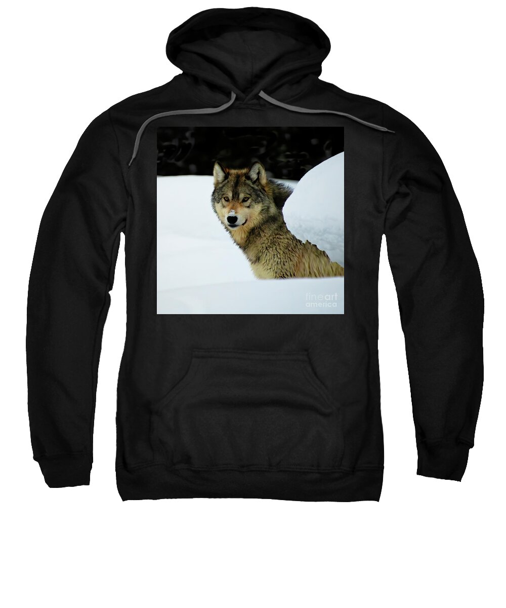 Yellowstone Sweatshirt featuring the photograph Gray Wolf by Patrick Nowotny