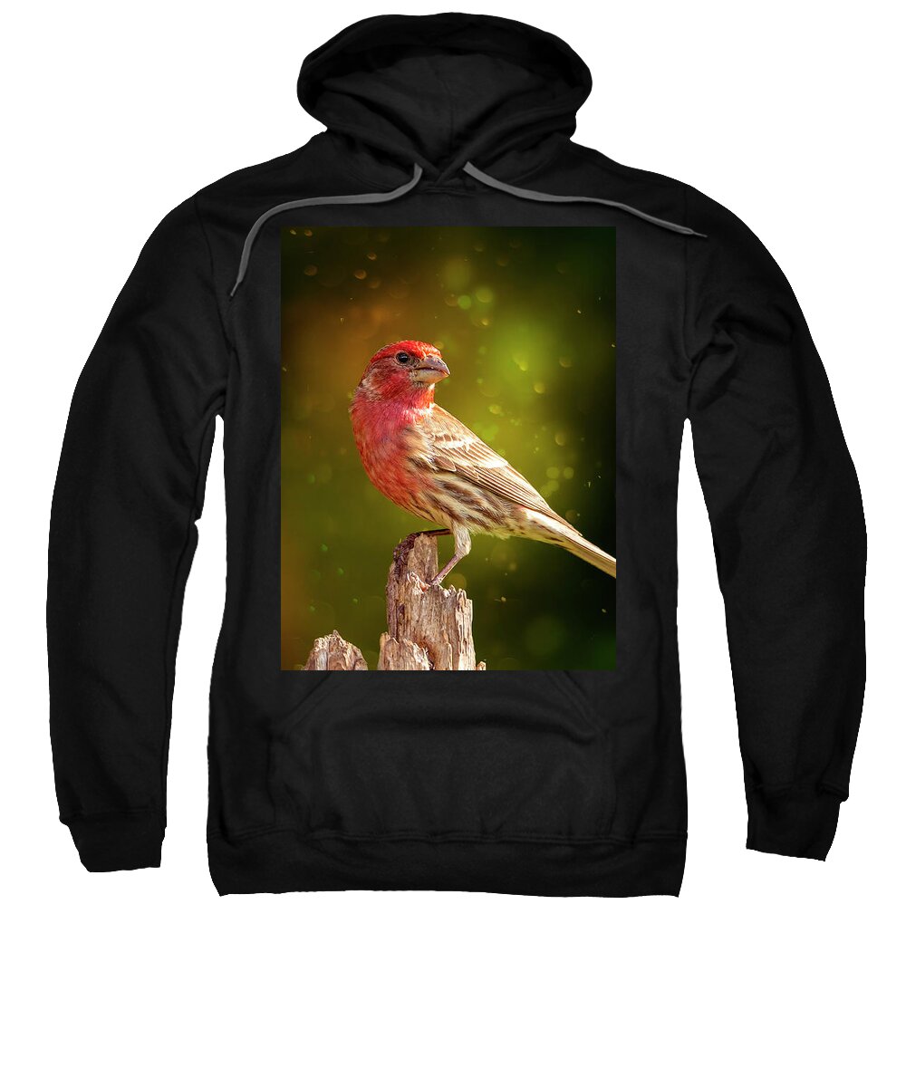 Finch Sweatshirt featuring the photograph Mr. Finch's Magic Perch by Bill and Linda Tiepelman
