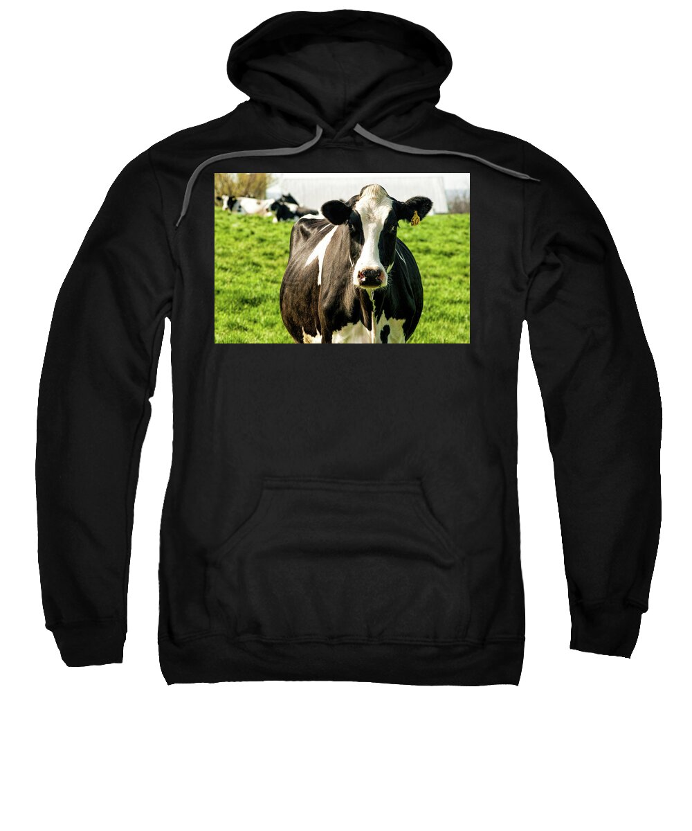 Cow Sweatshirt featuring the photograph Pennsylvania Cow by Daniel Adams