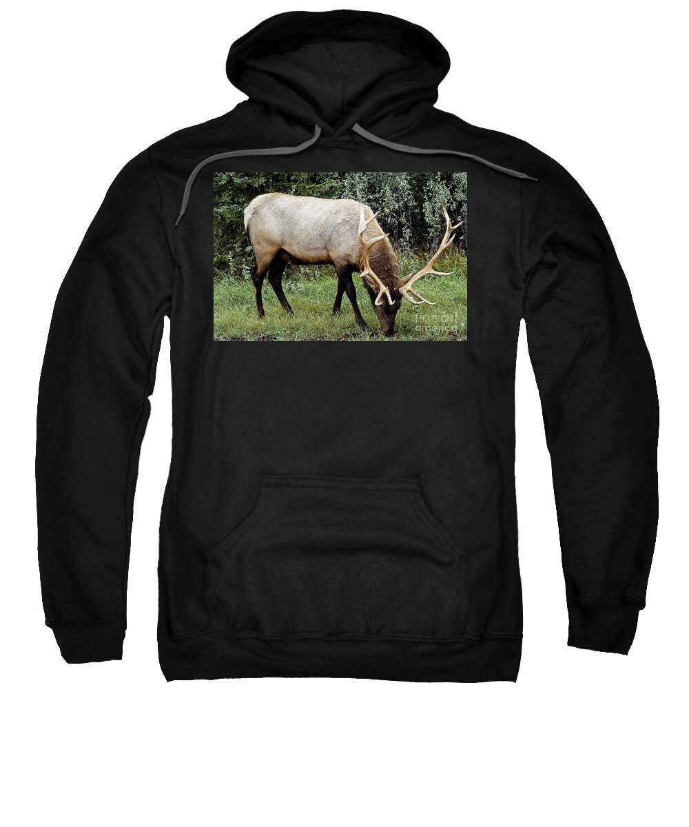 National Park Sweatshirt featuring the photograph Snack Time - Jasper National Park, Alberta, Canada by Paolo Signorini