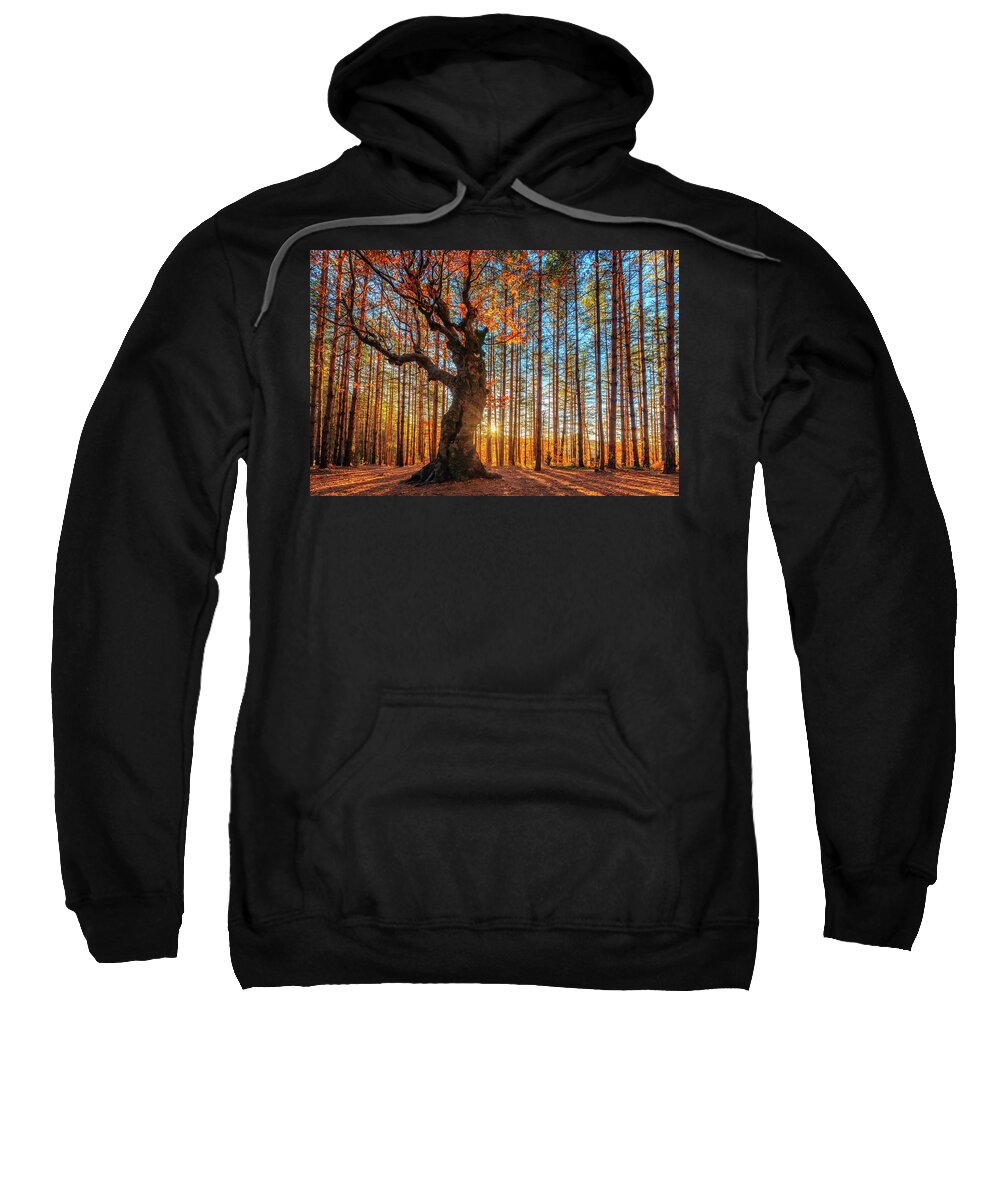 Belintash Sweatshirt featuring the photograph The King Of the Trees by Evgeni Dinev