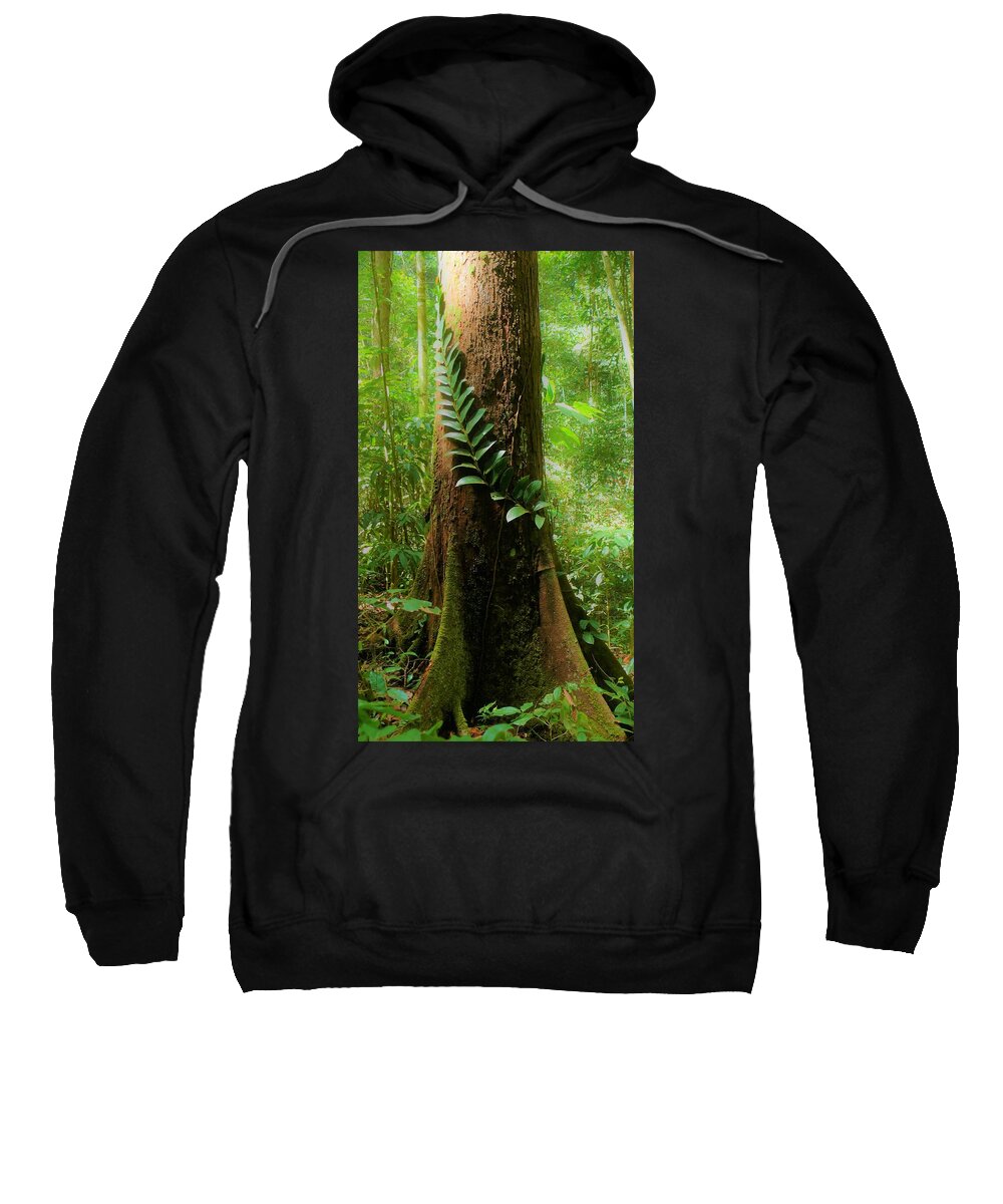 Tropical Forest Sweatshirt featuring the photograph Tropical Forest 2 by Robert Bociaga