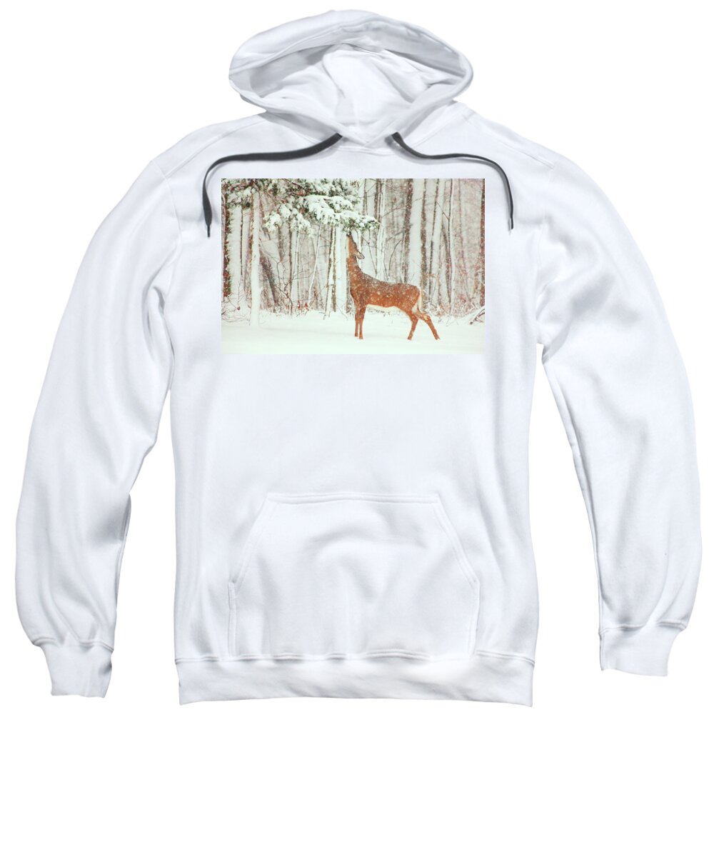 Deer.holidays Sweatshirt featuring the photograph Reach For It #2 by Karol Livote