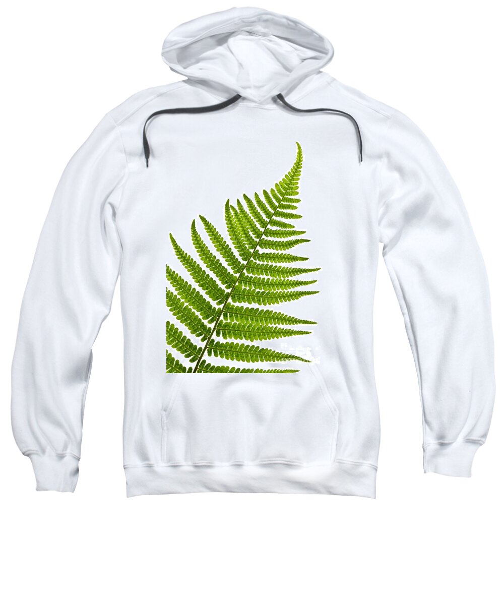 Fern Sweatshirt featuring the photograph Fern leaf detail by Elena Elisseeva