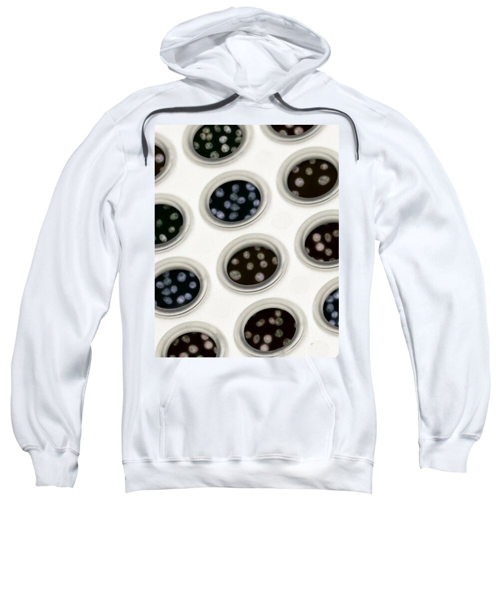 Science Sweatshirt featuring the photograph Hela Cells, Hipmap #2 by Science Source