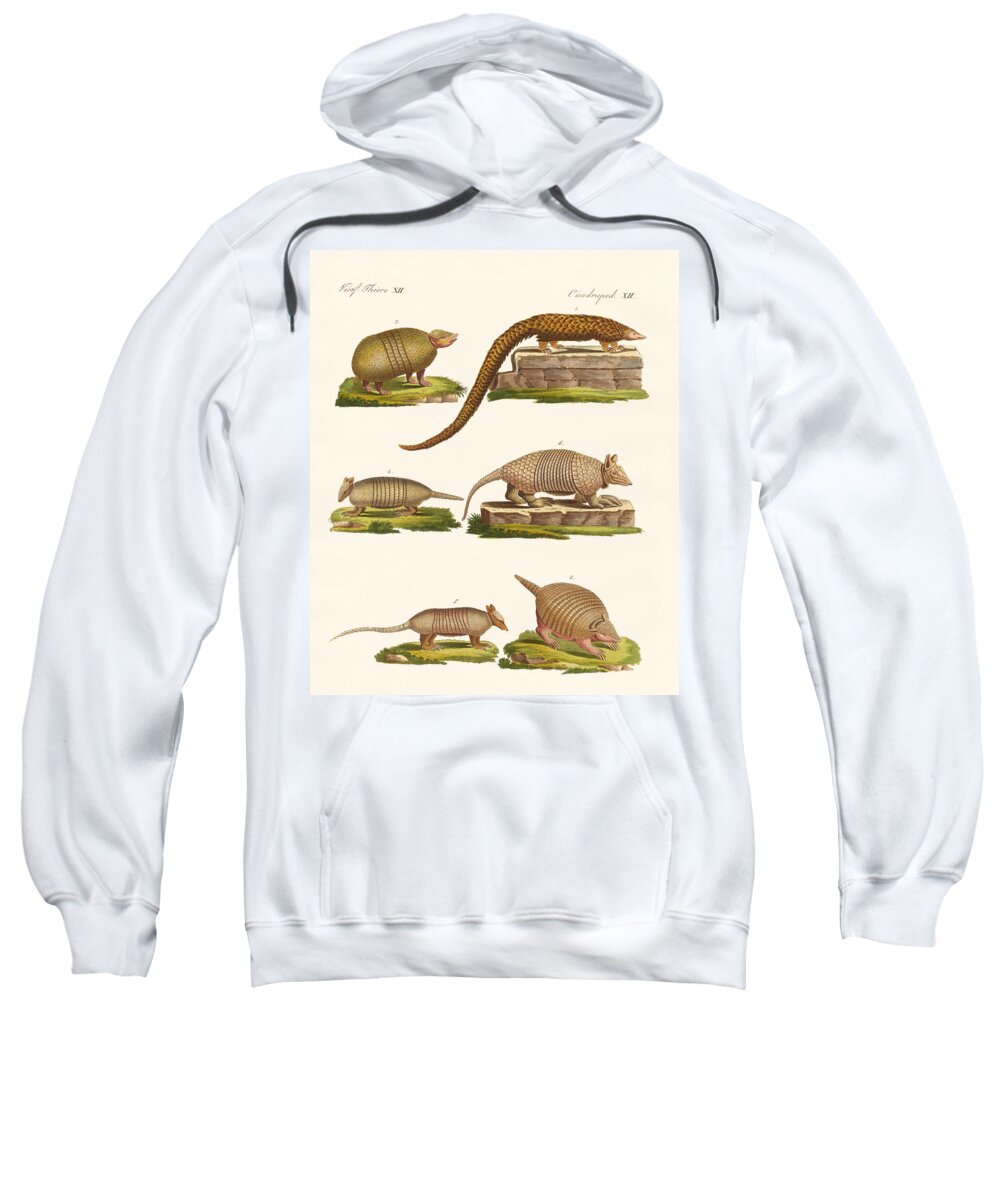 Pangolin Sweatshirt featuring the drawing Armoured animals by Splendid Art Prints