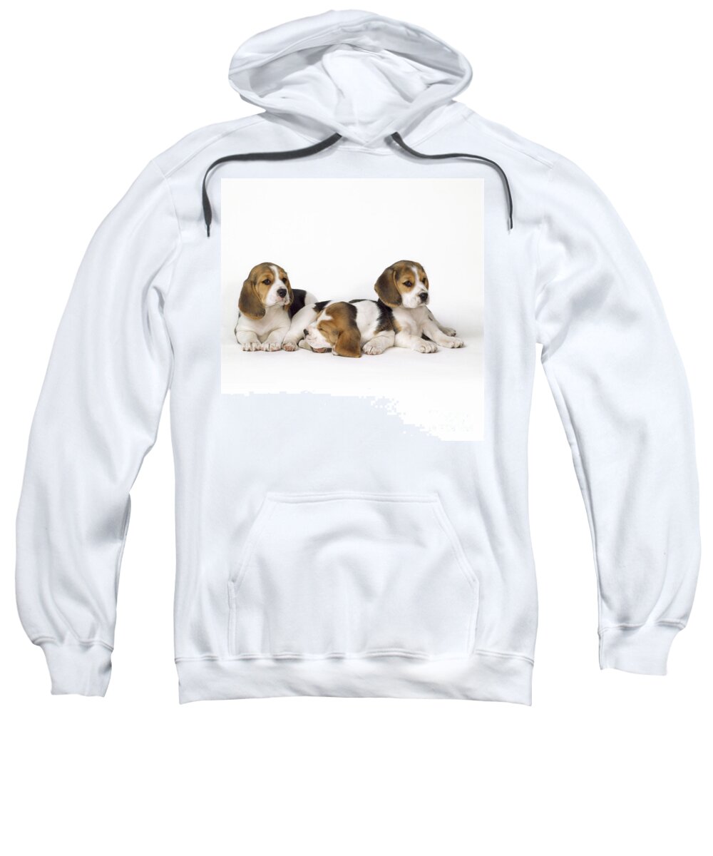 Beagle Sweatshirt featuring the photograph Beagle Puppies, Row Of Three, Second by John Daniels