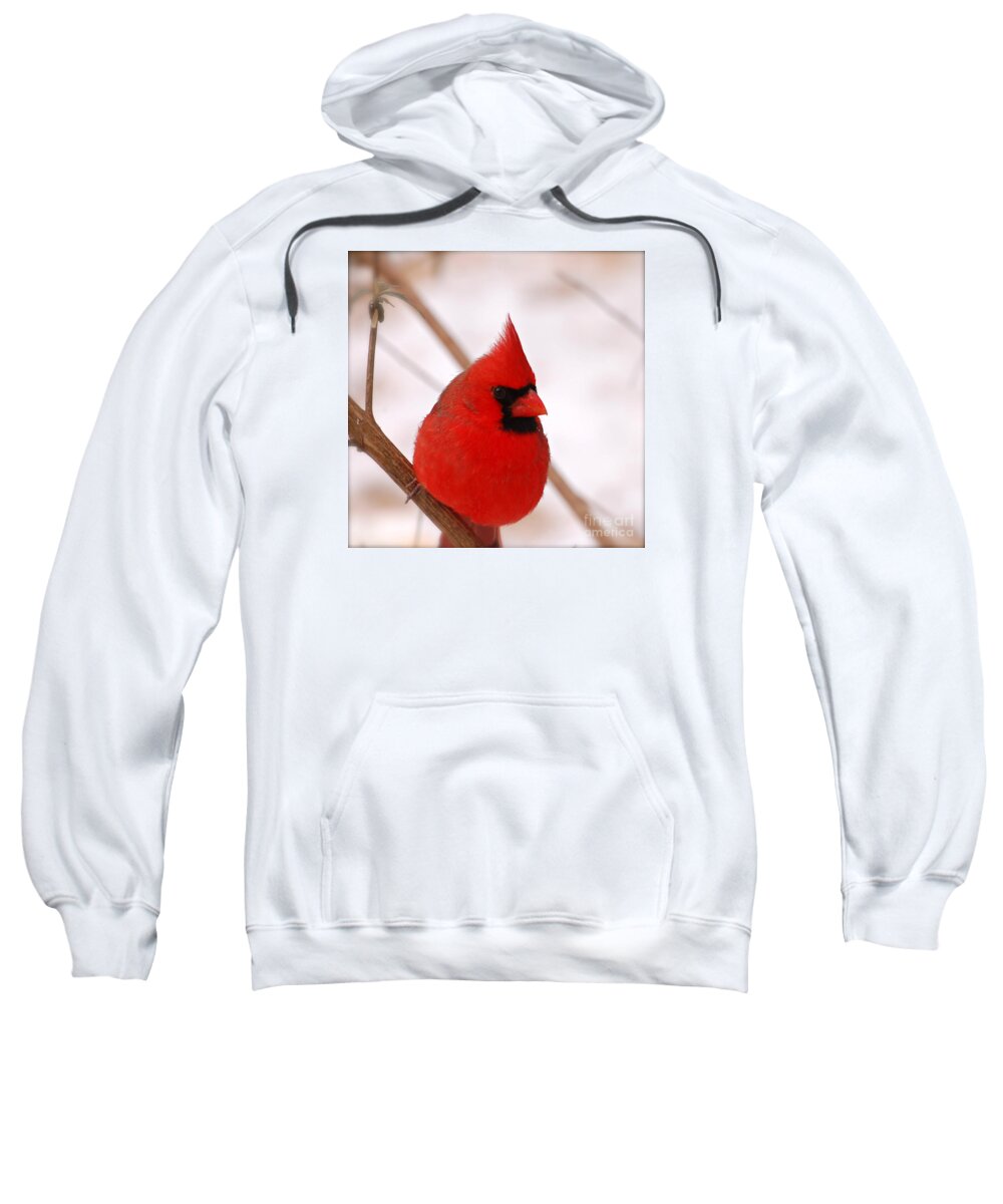 Northern Cardinal Sweatshirt featuring the photograph Big Red Cardinal Bird In Snow by Peggy Franz