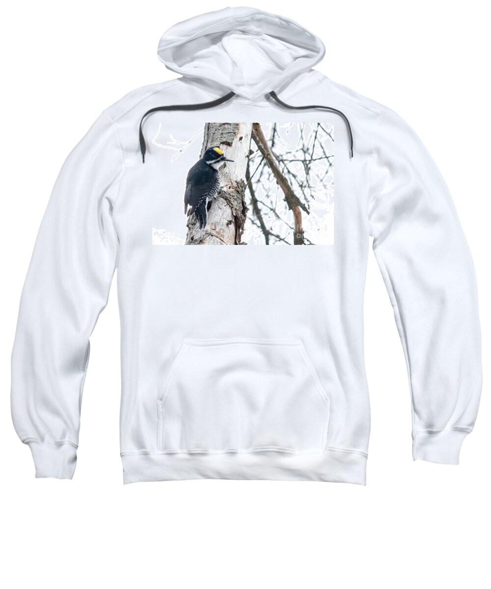 Black-backed Woodpecker Sweatshirt featuring the photograph Black-Backed Woodpecker by Cheryl Baxter