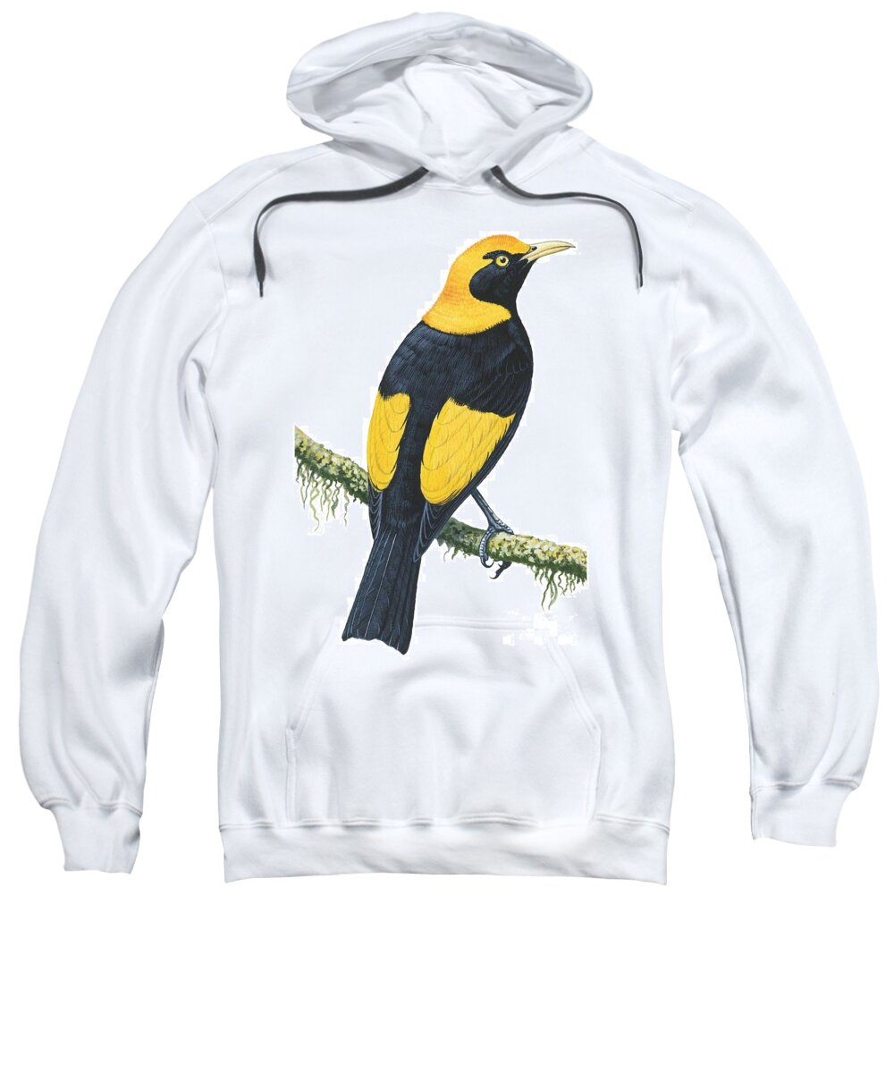 No People; Vertical; Studio Shot; Looking Away; Rear View; Full Length; Animal Themes; Nature; Wildlife; Tree; Beauty In Nature; Regent Bowerbird; Sericulus Chrysocephalus; Yellow; Bird; Perching Sweatshirt featuring the drawing Bowerbird by Anonymous