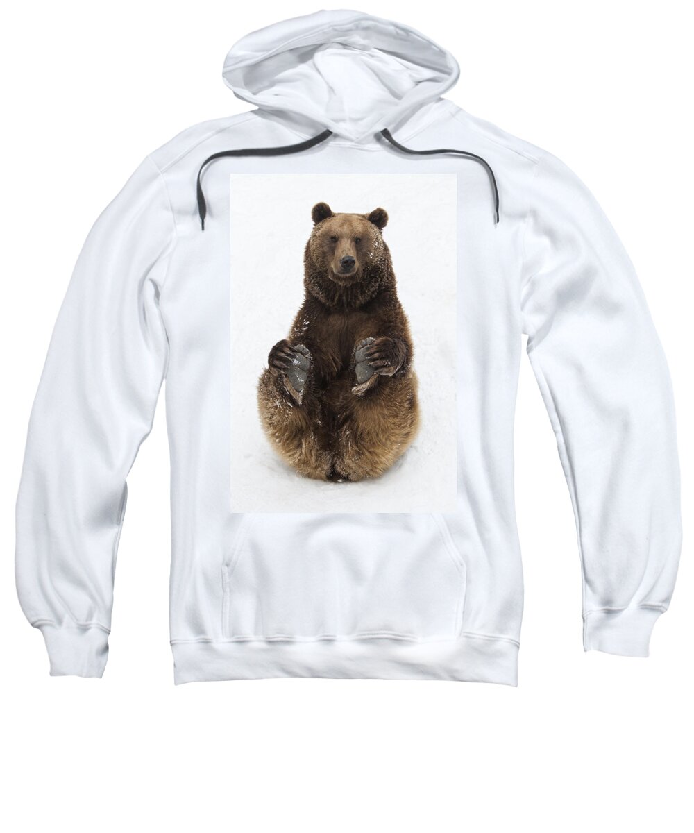 Feb0514 Sweatshirt featuring the photograph Brown Bear Holding Its Paws Germany by Duncan Usher