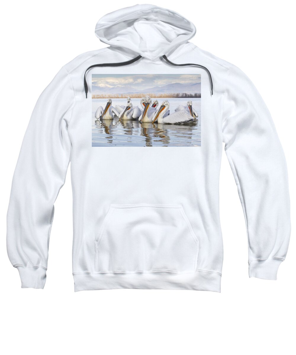 534600 Sweatshirt featuring the photograph Dalmatian Pelican Flock On Lake Kerkini by Duncan Usher