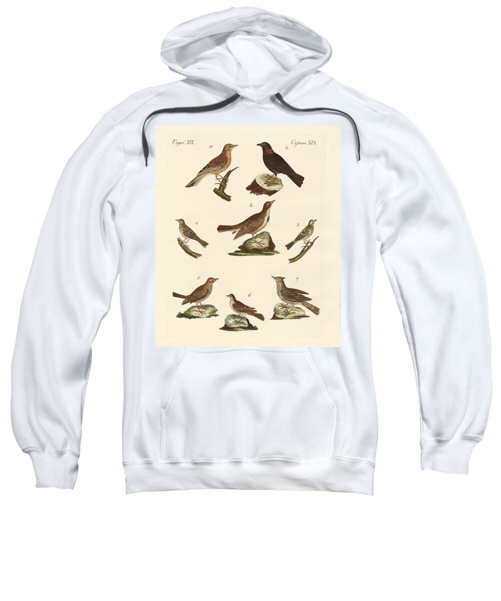 Skylark Sweatshirt featuring the drawing Different kinds of larks by Splendid Art Prints