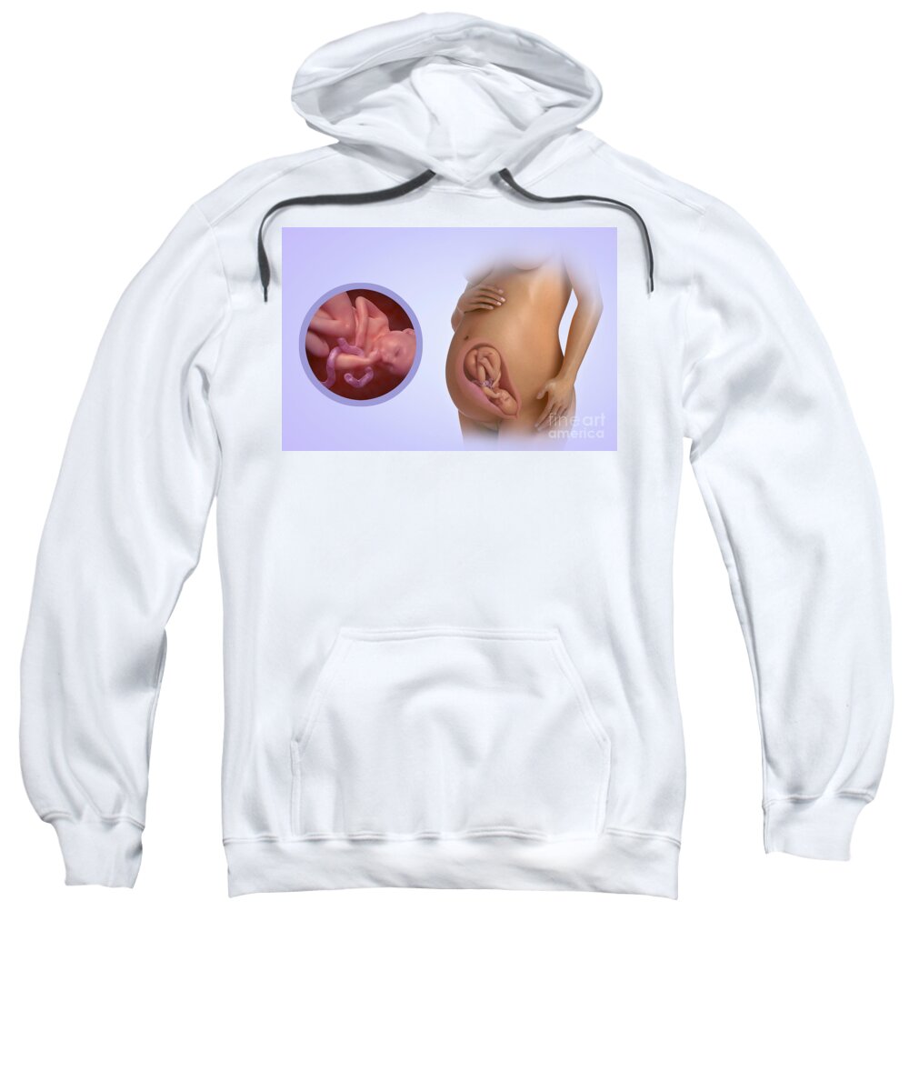 Pregnant Sweatshirt featuring the photograph Fetal Development Week 35 by Science Picture Co