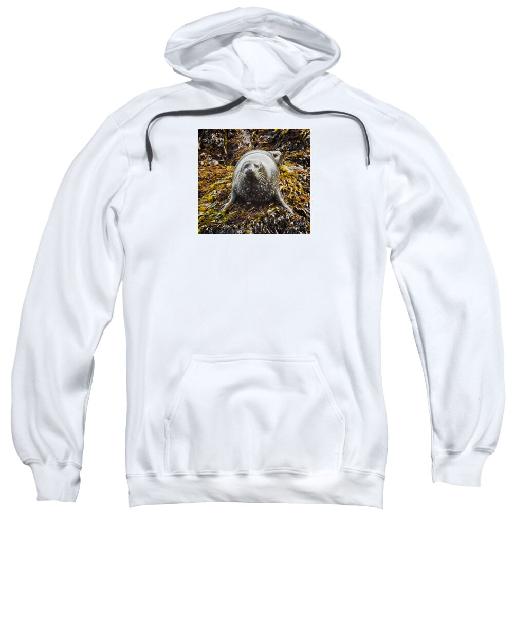 Animal Sweatshirt featuring the photograph Harbor Seal by Alice Cahill