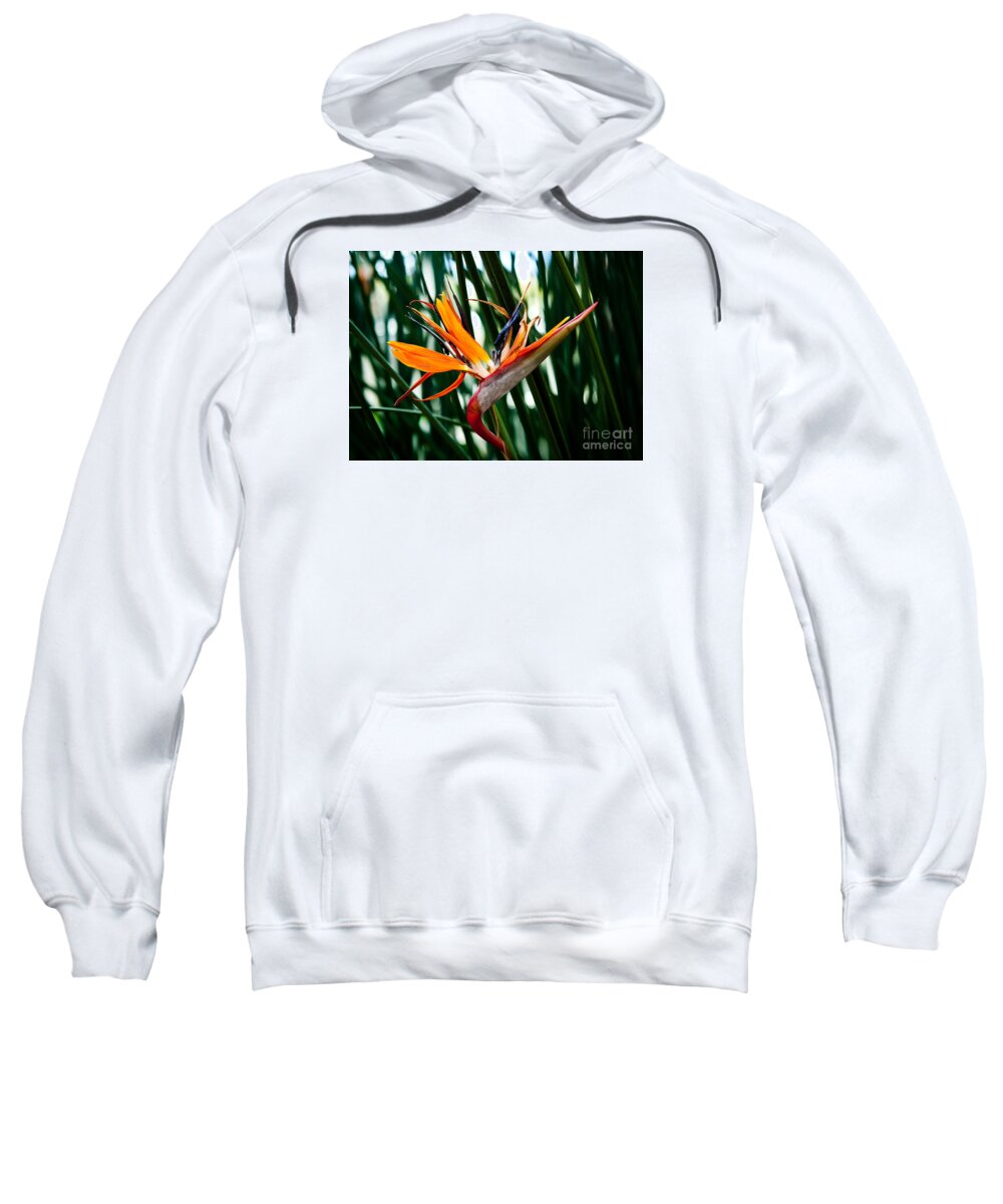 Heliconia Sweatshirt featuring the painting Heliconia by Shijun Munns