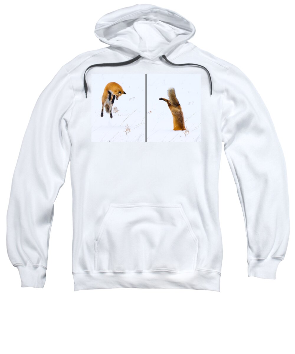 Red Fox Sweatshirt featuring the photograph Hunting Fox Diptych by Max Waugh