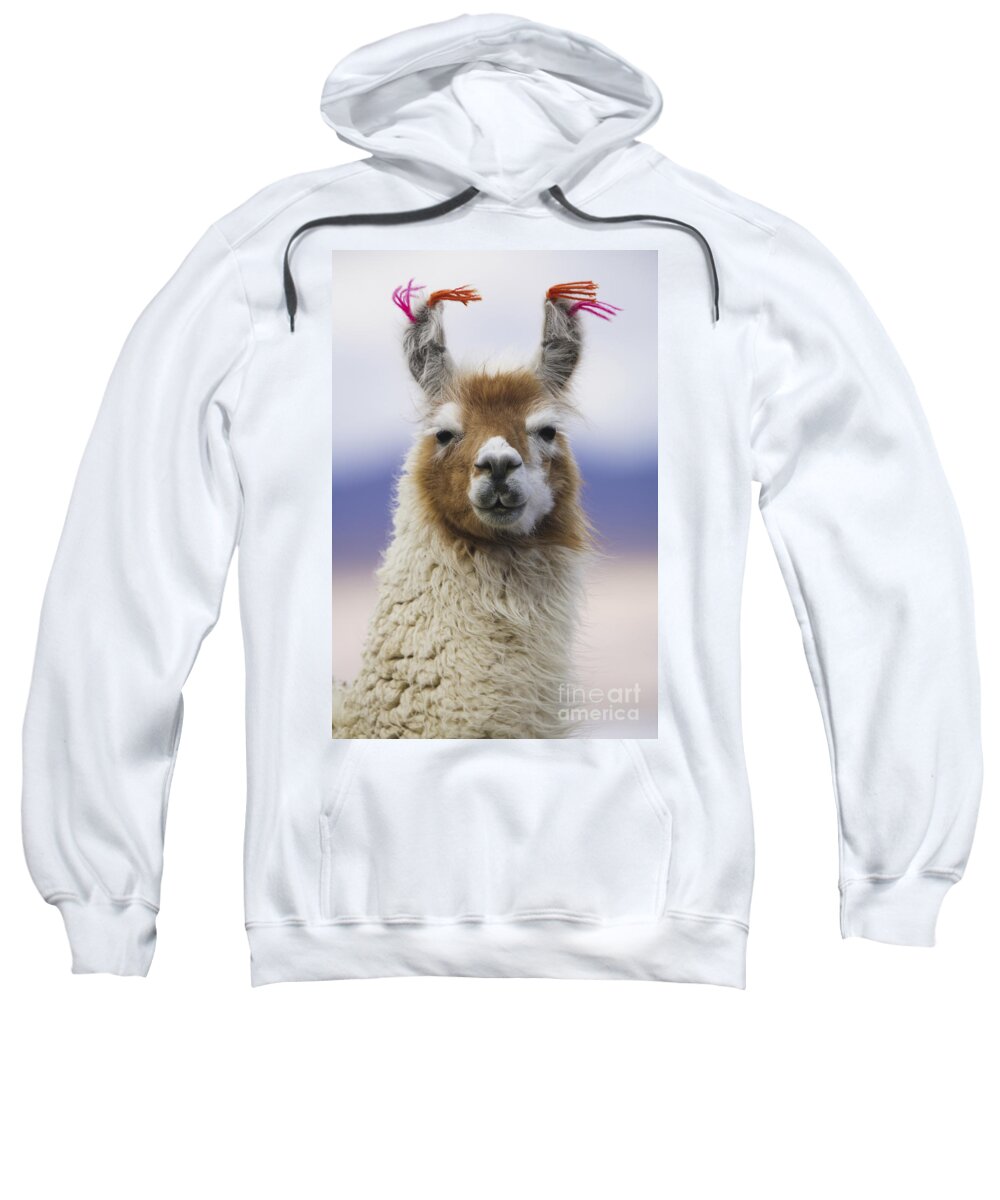 Llama Sweatshirt featuring the photograph Llama in Bolivia by Art Wolfe MINT