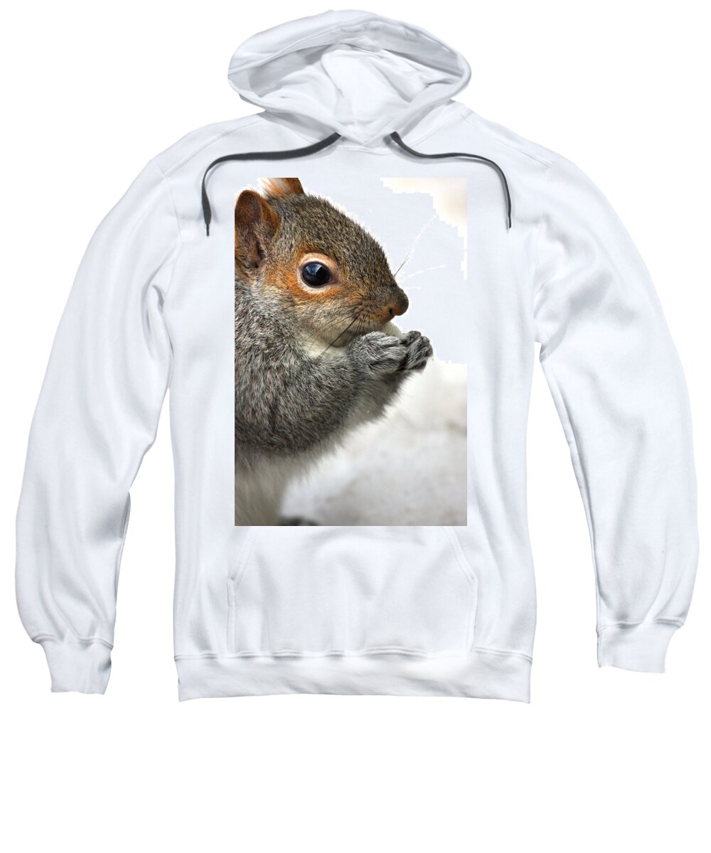 Squirrel Sweatshirt featuring the photograph Munching by Karol Livote