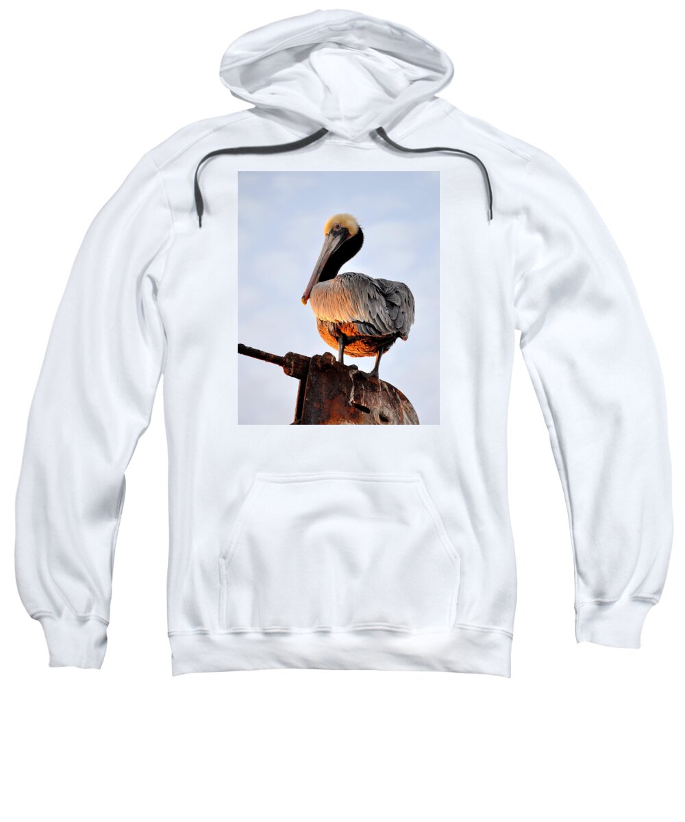 Birds Sweatshirt featuring the photograph Pelican looking back by AJ Schibig