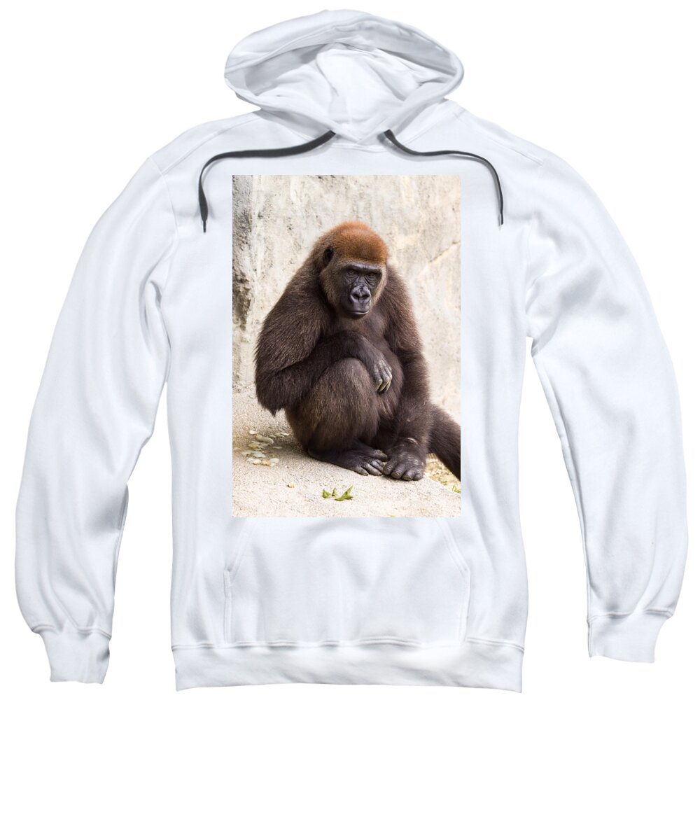 Africa Sweatshirt featuring the photograph Pensive Gorilla by Raul Rodriguez