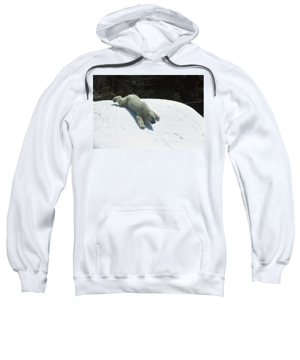 Feb0514 Sweatshirt featuring the photograph Polar Bear Sliding Down Snow Bank by San Diego Zoo