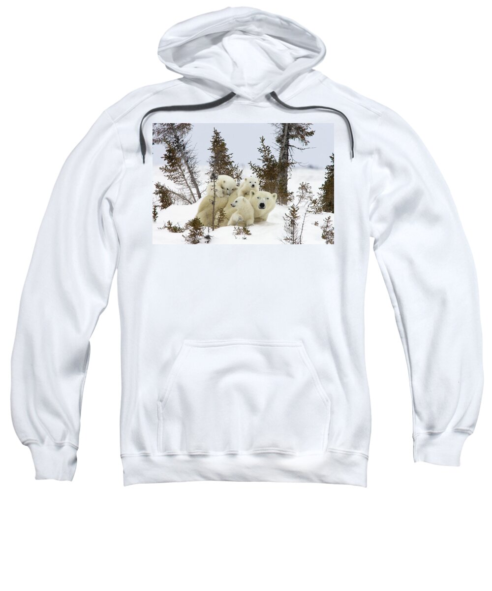 00601007 Sweatshirt featuring the photograph Polar Bear Ursus Maritimus Mother and Cubs by Matthias Breiter