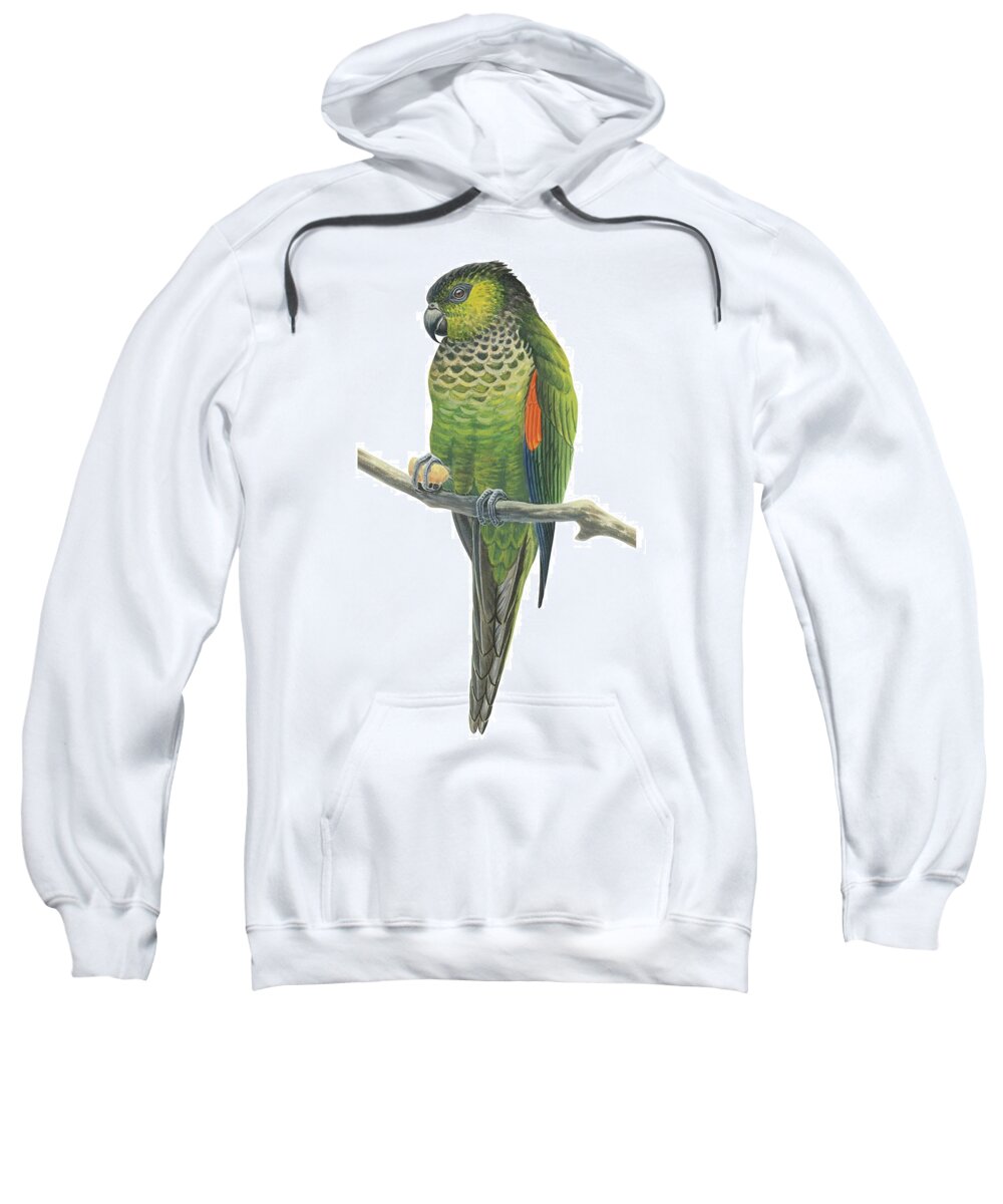 No People; Vertical; White Background; One Animal; Nature; Wildlife; Illustration And Painting; Rock Parakeet; Pyrrhura Rupicola; Zoology; Green; Perching; Branch Sweatshirt featuring the drawing Rock parakeet by Anonymous