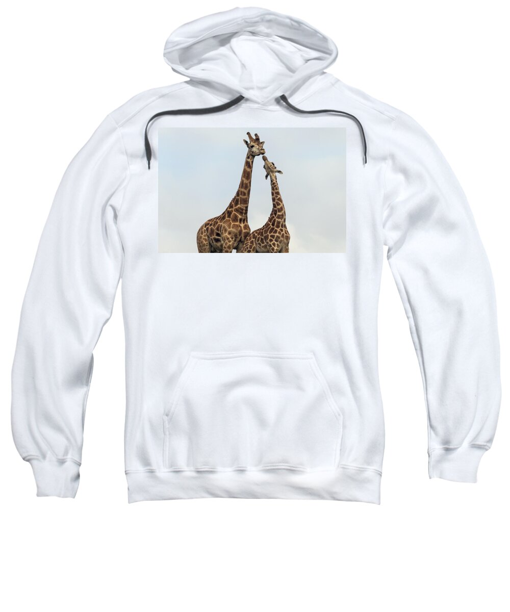 Feb0514 Sweatshirt featuring the photograph Rothschild Giraffe Pair Courting by San Diego Zoo
