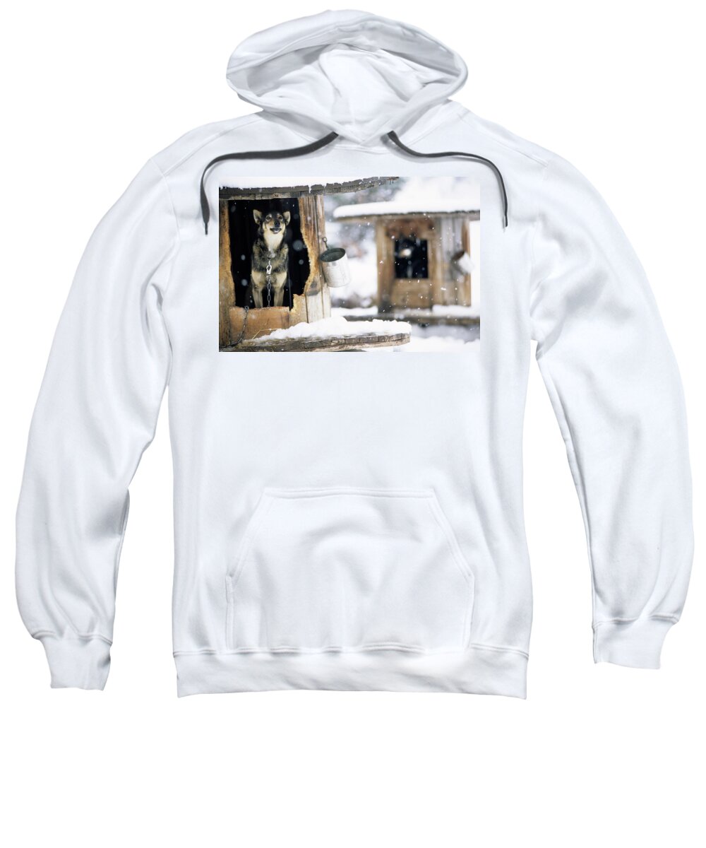 Cold Sweatshirt featuring the photograph Sled Dogs Rest In Their Kennels by Jeff Diener