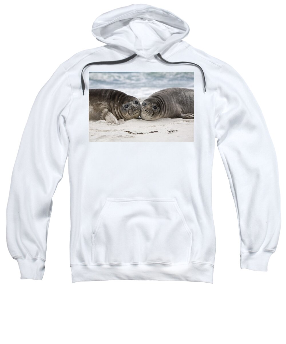 Flpa Sweatshirt featuring the photograph Southern Elephant Seal Pups Falklands by Dickie Duckett