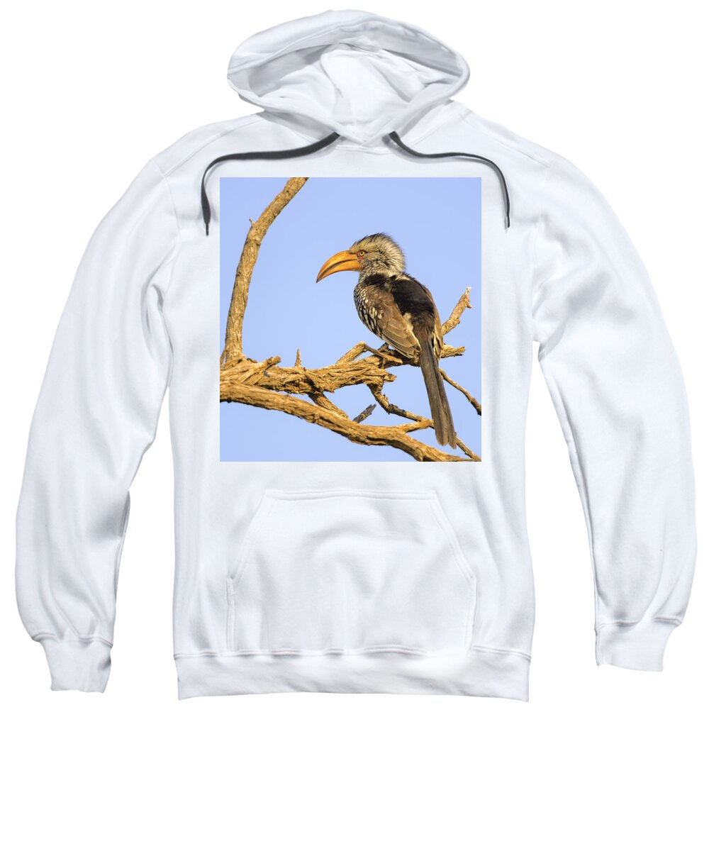 Namibia Sweatshirt featuring the photograph Southern Yellow-Billed Hornbill Sitting on a Branch by Paul W Sharpe Aka Wizard of Wonders