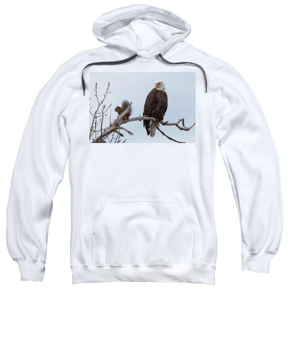 Eagle Sweatshirt featuring the photograph Squirrel Gets Perilously Close to a Bald Eagle by Tony Hake