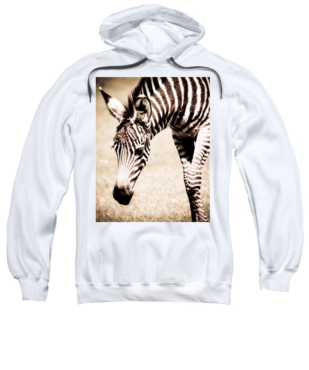 Zebra Sweatshirt featuring the photograph Zebra Foal Sepia Tones by Maggy Marsh