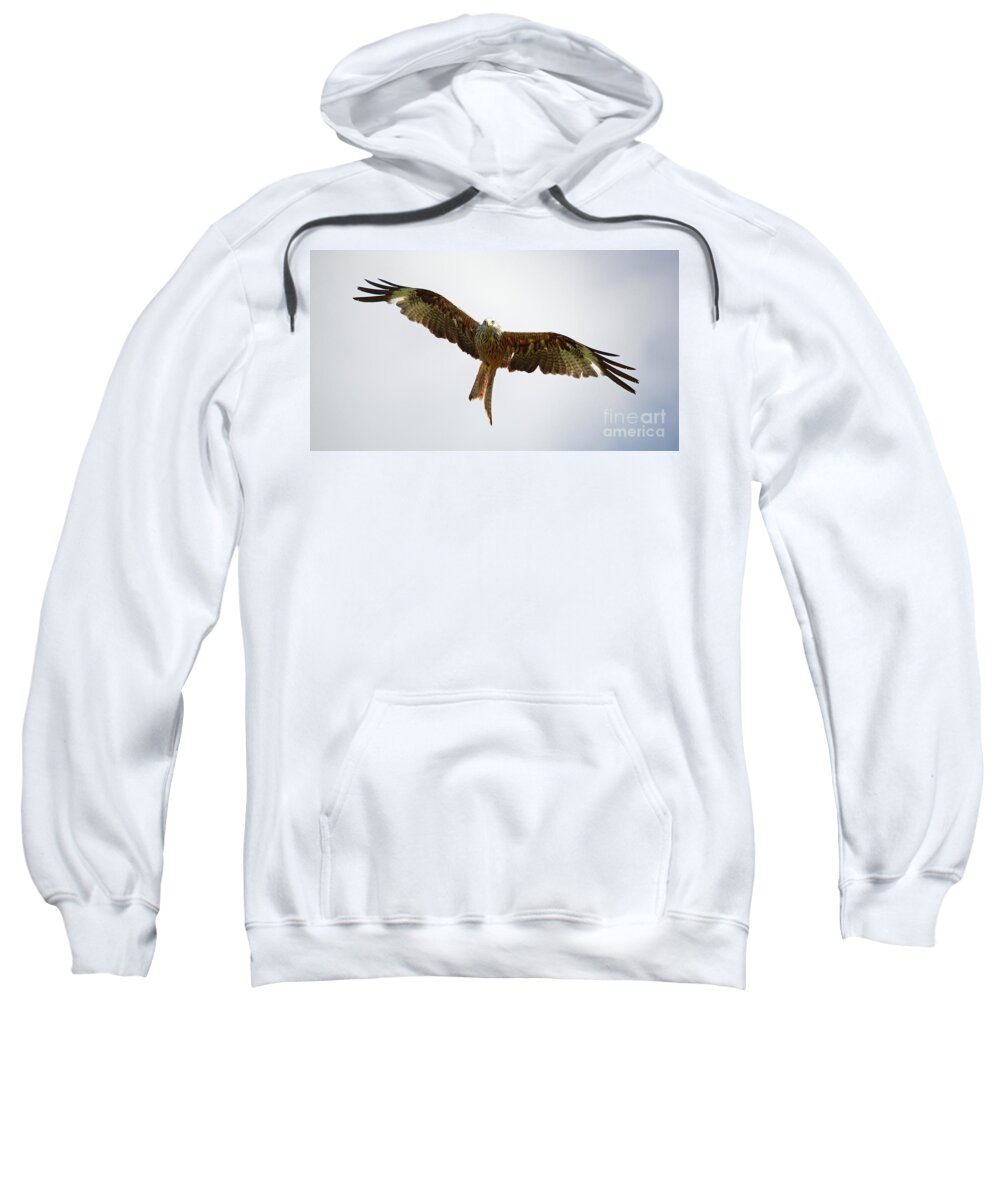 Red Kite Sweatshirt featuring the photograph Red Kite in flight by Maria Gaellman