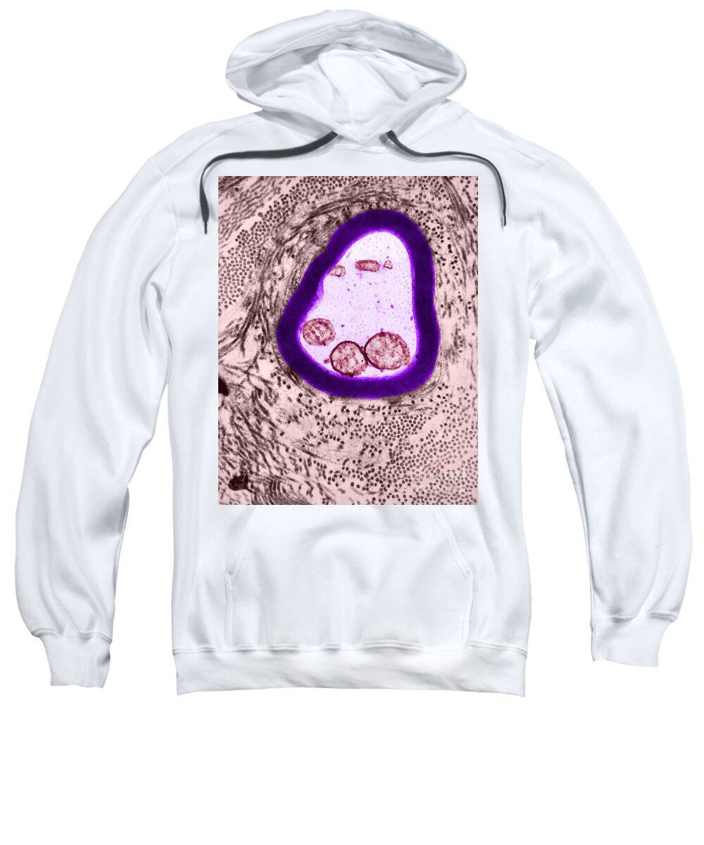 Biology Sweatshirt featuring the photograph Myelinated Axon, Tem #3 by Omikron