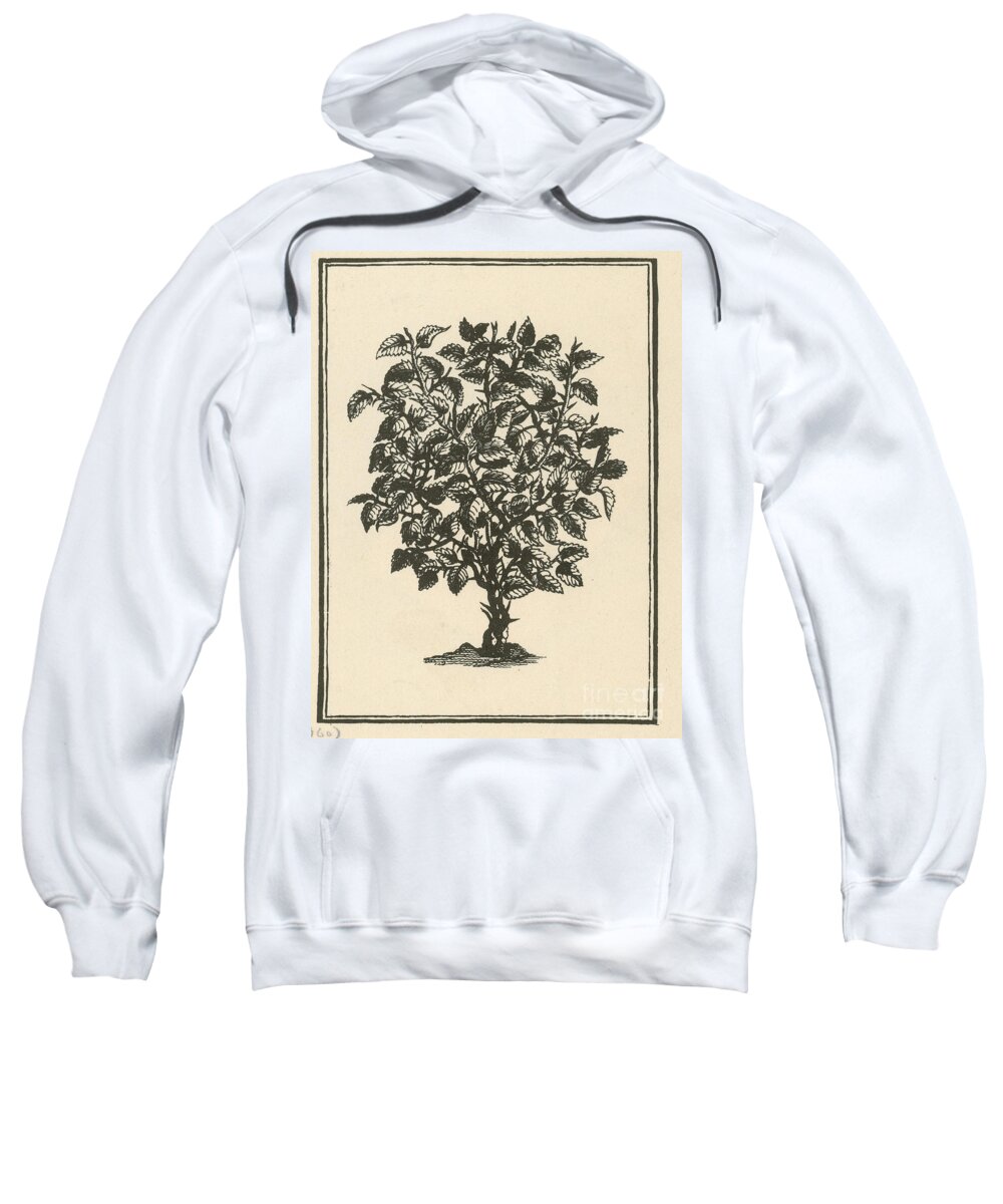 Medicine Sweatshirt featuring the photograph Myrrh #3 by Science Source