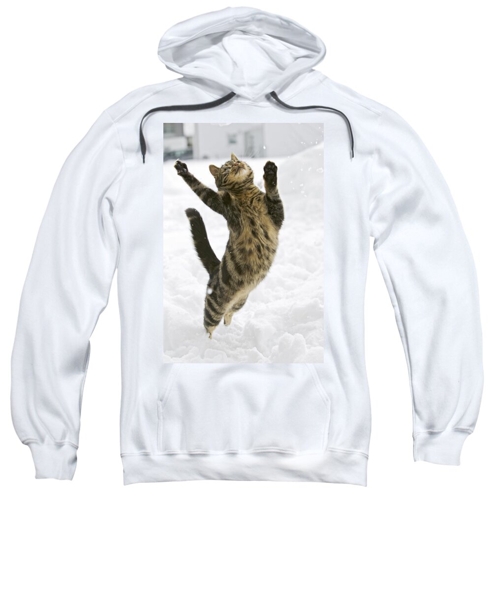 Mp Sweatshirt featuring the photograph Domestic Cat Felis Catus Male Leaping by Konrad Wothe