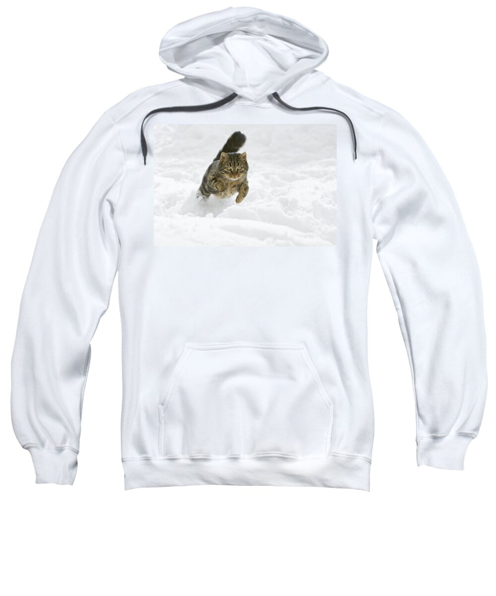 Mp Sweatshirt featuring the photograph Domestic Cat Felis Catus Male Running by Konrad Wothe
